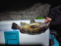 メバルの釣果