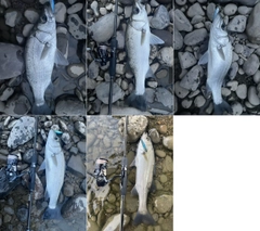 ヒラスズキの釣果
