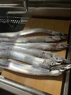 タチウオの釣果