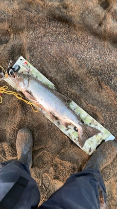 アキアジの釣果