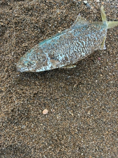 コゾクラの釣果