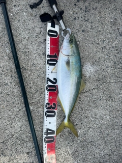 ヤズの釣果
