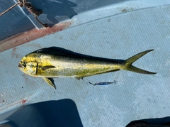 シイラの釣果
