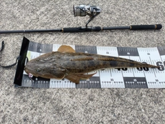 マゴチの釣果