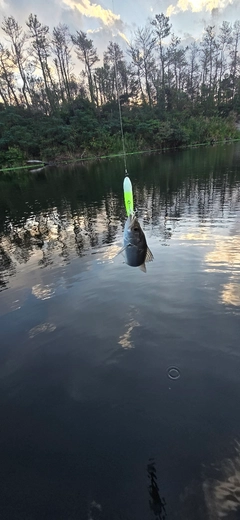 セイゴ（マルスズキ）の釣果