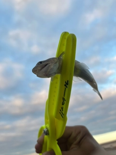 エソの釣果