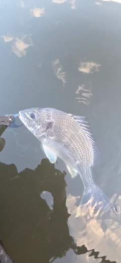 キビレの釣果