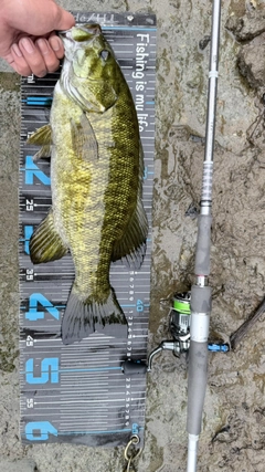 スモールマウスバスの釣果