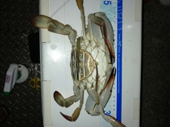 タイワンガザミの釣果
