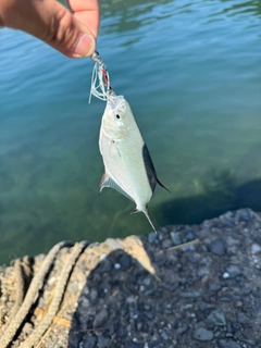 コバンアジの釣果