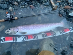 アメマスの釣果