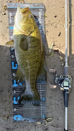 スモールマウスバスの釣果