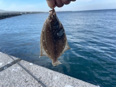マコガレイの釣果