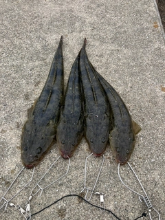 マゴチの釣果