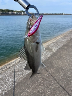 セイゴ（マルスズキ）の釣果
