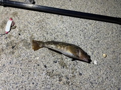 アブラコの釣果