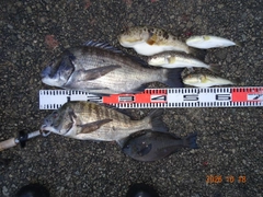 チヌの釣果
