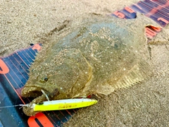 ヒラメの釣果