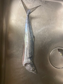 サゴシの釣果
