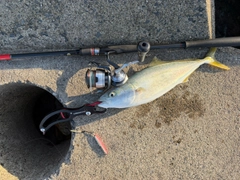 イナダの釣果
