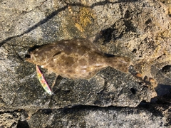 ヒラメの釣果