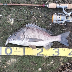 クロダイの釣果