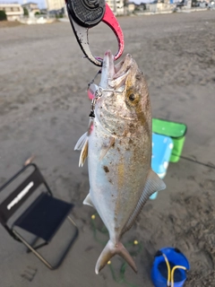 ショゴの釣果