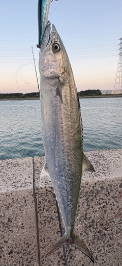 サゴシの釣果