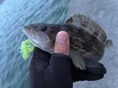 アイナメの釣果
