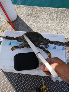 タイワンガザミの釣果