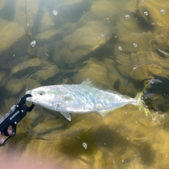イナダの釣果