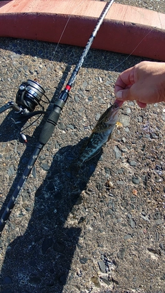 アイナメの釣果