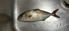 ショゴの釣果