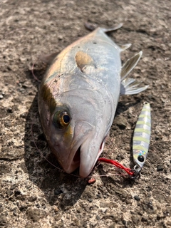 ショゴの釣果