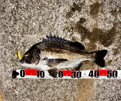 チヌの釣果