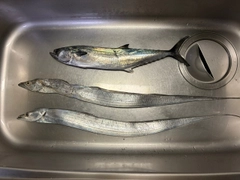 サゴシの釣果