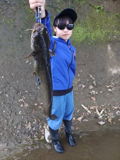 ナマズの釣果