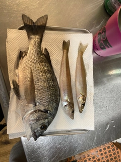 キスの釣果