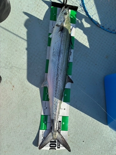 サワラの釣果