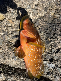アコウの釣果