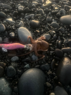 タコの釣果