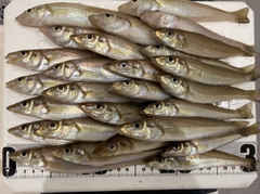 キスの釣果