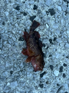 カサゴの釣果