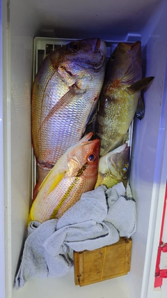 マダイの釣果