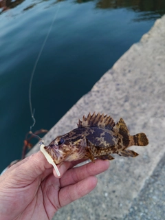 タケノコメバルの釣果