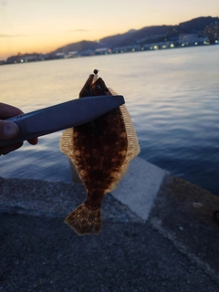 ヒラメの釣果