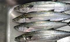 サワラの釣果