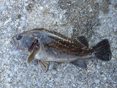 ソイの釣果