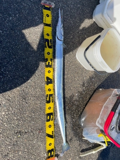 ダツの釣果