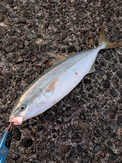 ワカシの釣果